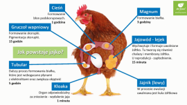 Polska jajami stoi